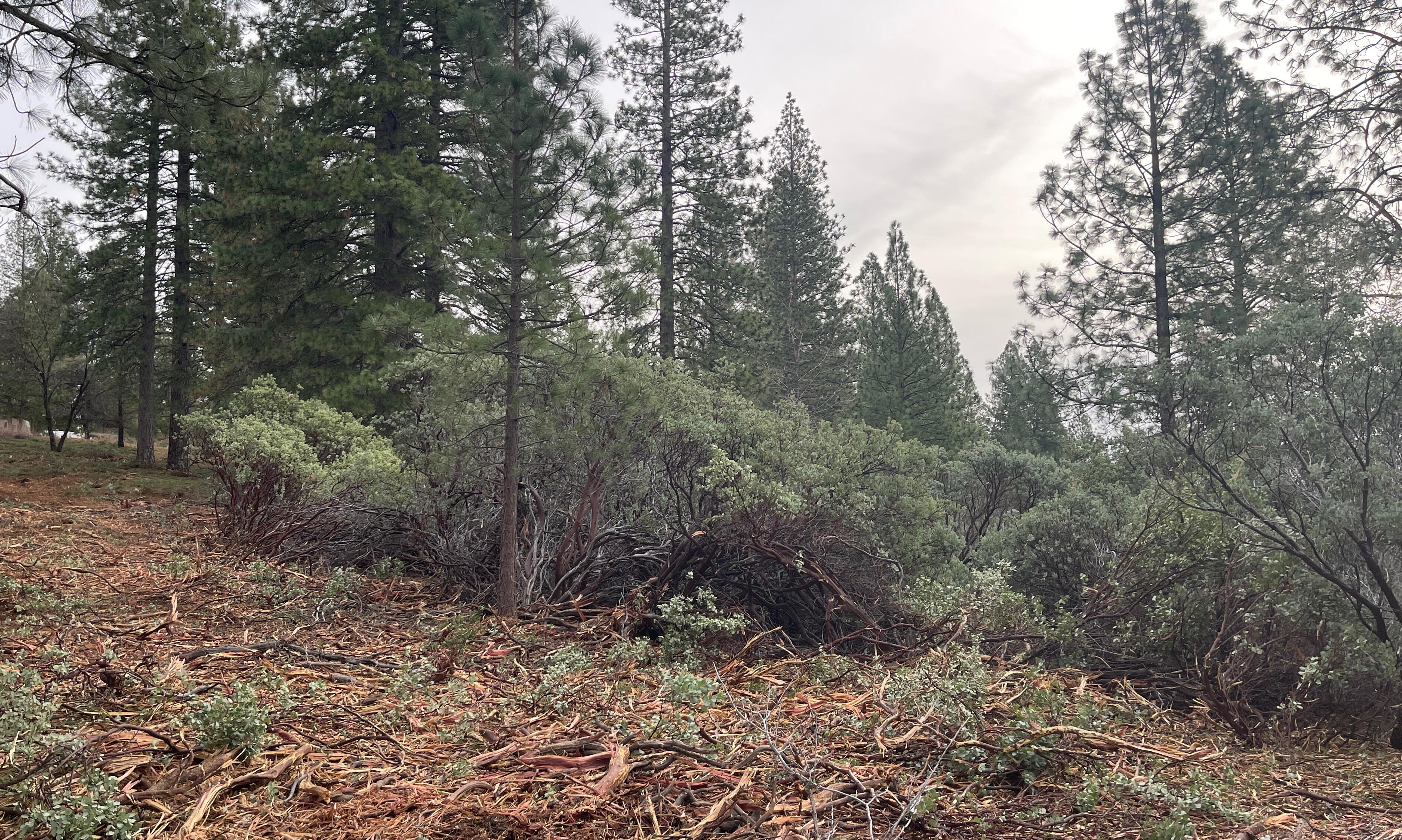 SIERRA LAND CLEARING LLC