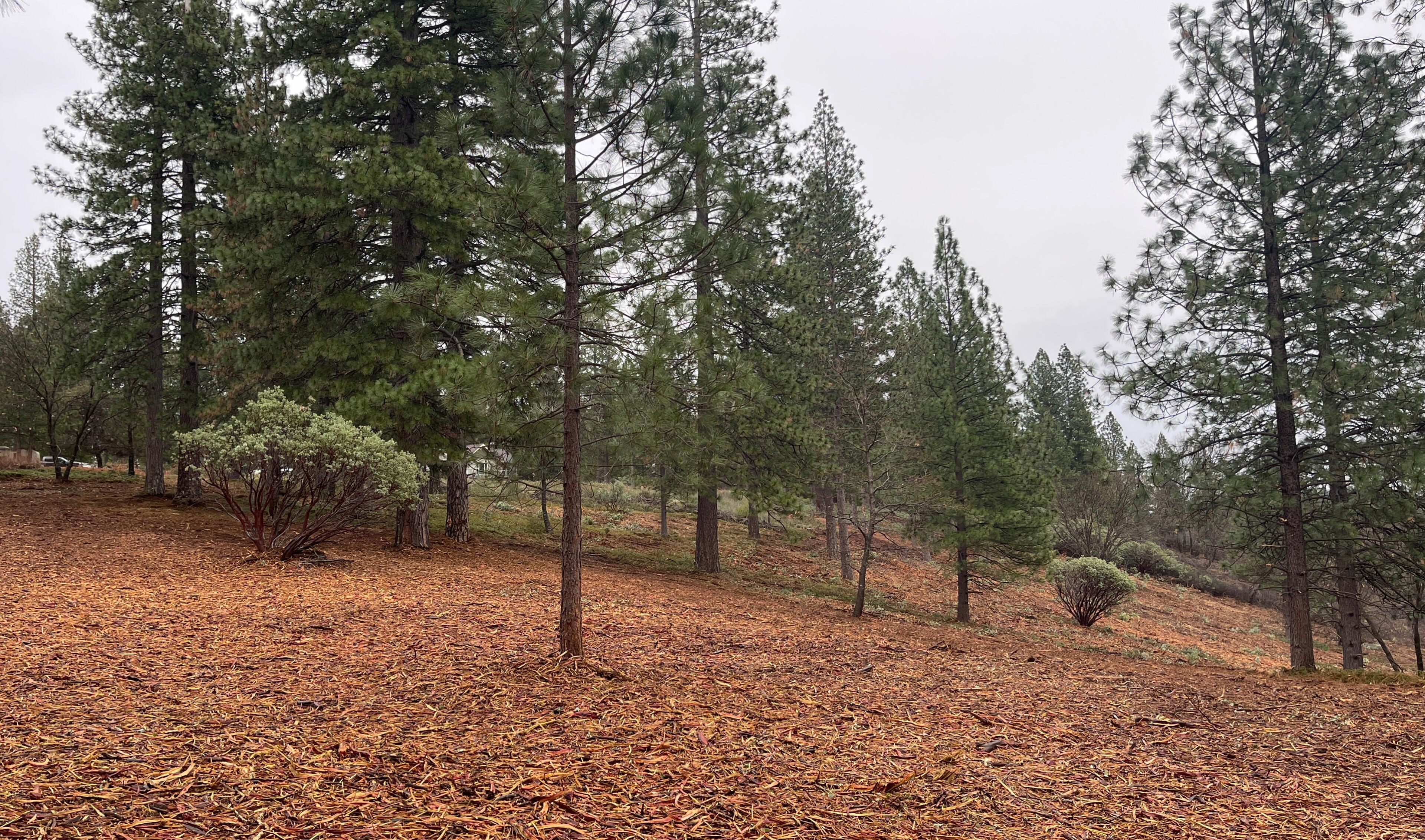 SIERRA LAND CLEARING LLC